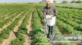 بحران خاموش در کشاورزی ایران؛ افزایش قیمت کود و سم، تهدیدی برای امنیت غذایی کشور
