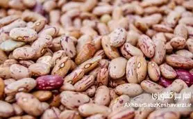 حباب قیمت لوبیا چیتی: چرا قیمت لوبیا چیتی ناگهان سر به فلک کشیده است؟