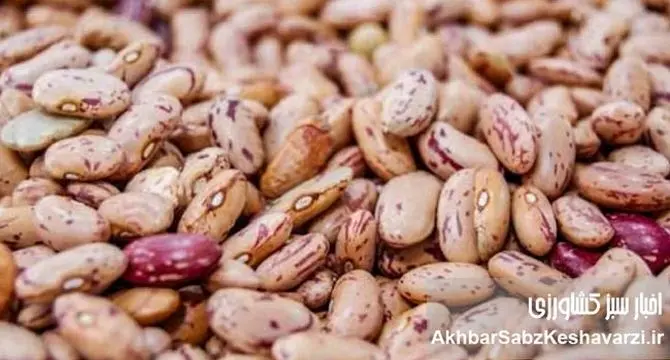 حباب قیمت لوبیا چیتی: چرا قیمت لوبیا چیتی ناگهان سر به فلک کشیده است؟