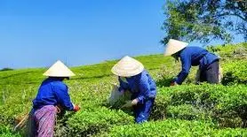 صادرکنندگان ویتنامی و استاندارد سختگیرانه از اتحادیه اروپا و چین