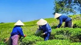 صادرکنندگان ویتنامی و استاندارد سختگیرانه از اتحادیه اروپا و چین