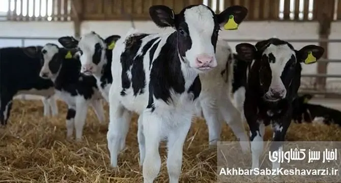 افزایش قیمت دام زنده: چرا گوساله ۱۰۰ هزار تومان گران شد؟