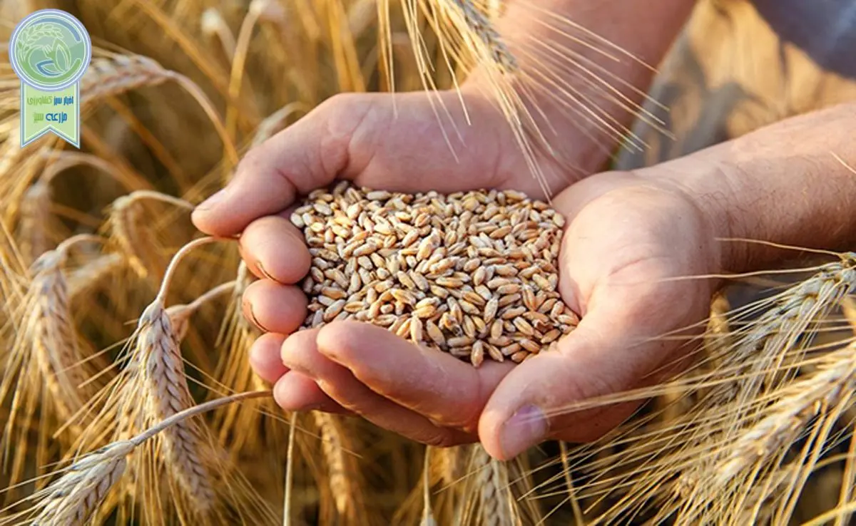 پیش بینی روسیه برای برداشت ناخالص