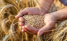 پیش بینی روسیه برای برداشت ناخالص