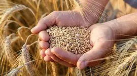 پیش بینی روسیه برای برداشت ناخالص