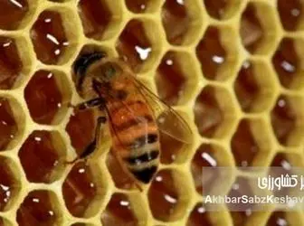 بیماری‌های رایج زنبور عسل در ایران و راهکارهای جامع پیشگیری و درمان