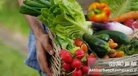 غذاهای فصلی: راز تقویت ایمنی بدن و تعادل در هر فصل | راهنمای تغذیه طبیعی