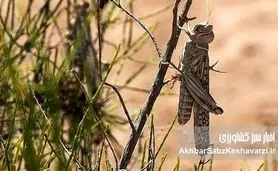 هشدار تازه درباره ملخ صحرایی؛ تهدید جدی، راهکارها فوری