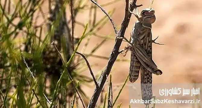هشدار تازه درباره ملخ صحرایی؛ تهدید جدی، راهکارها فوری