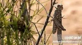 هشدار تازه درباره ملخ صحرایی؛ تهدید جدی، راهکارها فوری