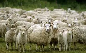 اعلام قیمت جدید دام زنده/ گوسفند کیلویی چند؟

