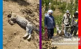 مرگ غم‌انگیز پلنگ ماده طارم سفلی؛ وقتی بی‌پولی محیط‌زیست، ایران را به قربانگاه می‌برد؟
