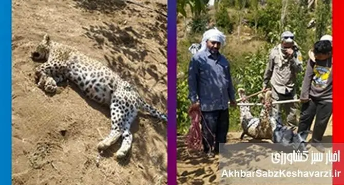 مرگ غم‌انگیز پلنگ ماده طارم سفلی؛ وقتی بی‌پولی محیط‌زیست، ایران را به قربانگاه می‌برد؟