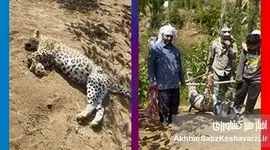 مرگ غم‌انگیز پلنگ ماده طارم سفلی؛ وقتی بی‌پولی محیط‌زیست، ایران را به قربانگاه می‌برد؟