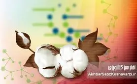 پنبه‌های مقاوم به کم آبی: قهرمانان جدید مزارع در عصر خشکسالی؟