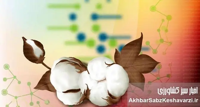 پنبه‌های مقاوم به کم آبی: قهرمانان جدید مزارع در عصر خشکسالی؟