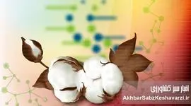 پنبه‌های مقاوم به کم آبی: قهرمانان جدید مزارع در عصر خشکسالی؟
