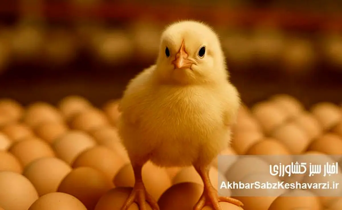 فروش تخم‌مرغ نطفه‌دار؛ راه نجات مرغداران از زیان تولید گوشت مرغ