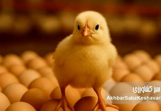 فروش تخم‌مرغ نطفه‌دار؛ راه نجات مرغداران از زیان تولید گوشت مرغ