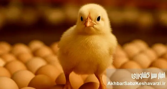 فروش تخم‌مرغ نطفه‌دار؛ راه نجات مرغداران از زیان تولید گوشت مرغ