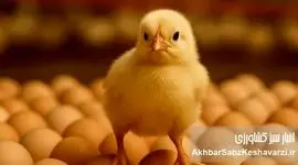 فروش تخم‌مرغ نطفه‌دار؛ راه نجات مرغداران از زیان تولید گوشت مرغ