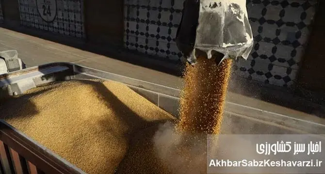 بحران شدید کمبود نهاده‌های دامی به کردستان رسید؛ زنگ خطر تعطیلی مرغداری‌ها