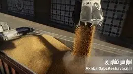 بحران شدید کمبود نهاده‌های دامی به کردستان رسید؛ زنگ خطر تعطیلی مرغداری‌ها