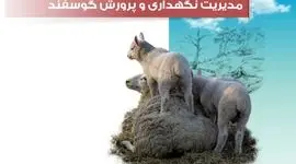 ​مدیریت تغذیه گوسفند

