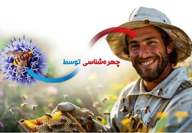چهره‌شناسی توسط زنبورعسل