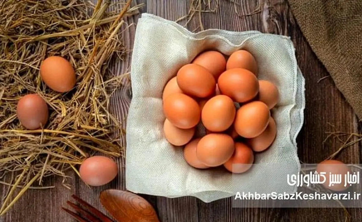 قیمت تخم مرغ در بازار؛ آیا هر عدد ۵۵۰۰ تومان منطقی است؟
