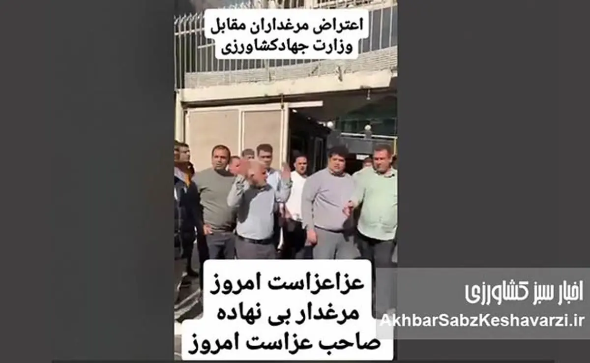 فریاد مرغداران بی‌نهاده؛ روز عزای صنعت طیور ایران+ ویدئو