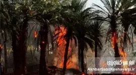 آتش در قلب نخلستان: روایت فاجعه‌ای که زندگی کشاورزان منیوحی را سوزاند
