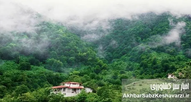 زیبایی شمال ایران در یک کلیپ تصویری: روایتی از زندگی و موسیقی محلی
