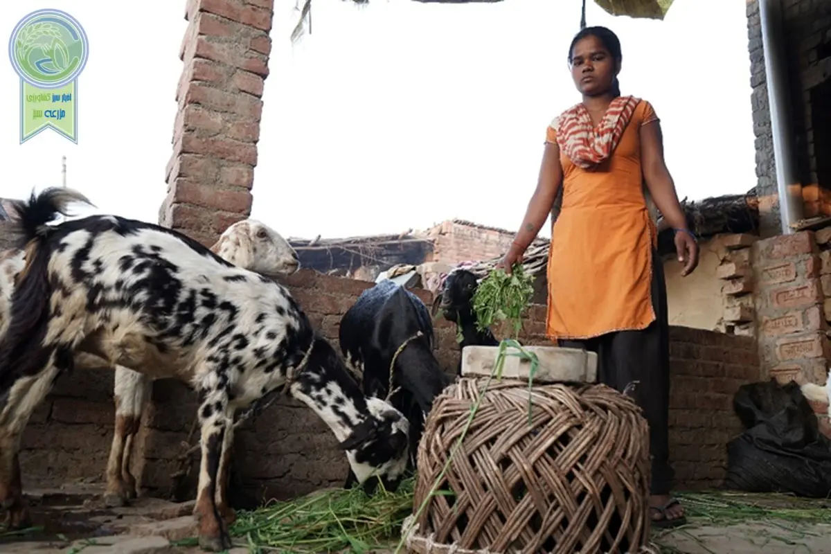 اردوغان مشوق‌هایی برای گسترش دامداری‌های کوچک ارائه می‌دهد