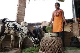 اردوغان مشوق‌هایی برای گسترش دامداری‌های کوچک ارائه می‌دهد