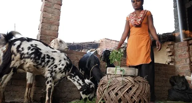 اردوغان مشوق‌هایی برای گسترش دامداری‌های کوچک ارائه می‌دهد