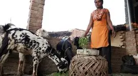 اردوغان مشوق‌هایی برای گسترش دامداری‌های کوچک ارائه می‌دهد