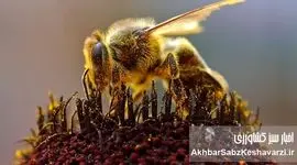 روز ملی زنبور عسل نشانه کوچکی از بزرگداشت صنعت زنبورداری است