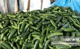 سونامی قیمت میوه؛ خیار ۱۰۰ هزار تومانی کابوس این روزهای ما شده است