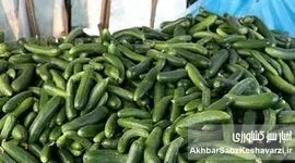 سونامی قیمت میوه؛ خیار ۱۰۰ هزار تومانی کابوس این روزهای ما شده است