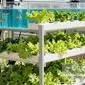 کشاورزی عمودی در آب (Aquaponics): راهکار پایداری آب و غذا در شهرهای ایران