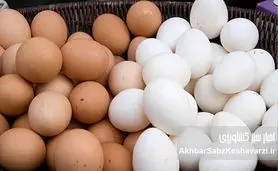 زنگ خطر در سفره خانوار؛ تخم‌مرغ رکورد گرانی را شکست