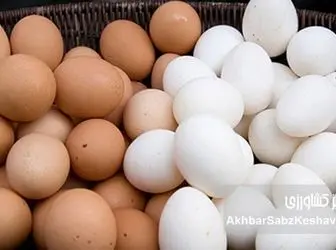 زنگ خطر در سفره خانوار؛ تخم‌مرغ رکورد گرانی را شکست