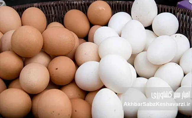 زنگ خطر در سفره خانوار؛ تخم‌مرغ رکورد گرانی را شکست