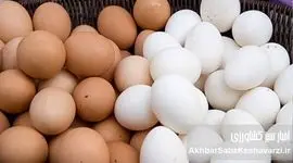زنگ خطر در سفره خانوار؛ تخم‌مرغ رکورد گرانی را شکست