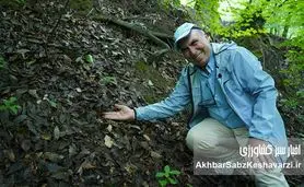  اهمیت حیاتی درختان پهن‌برگ جنگل النگدره گرگان در مهار سیلاب+ویدئو