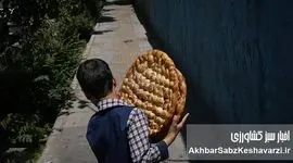 جنگ بر سر یک لقمه نان: همه از «چرخه نان» ناراضی‌اند؟