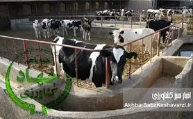 از مولدکُشی تا خالی شدن قفسه‌های فروشگاه‌ها+ویدئو