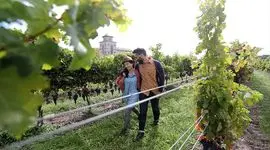 تحقیقات کشاورزی ارگانیک در نیاگارا