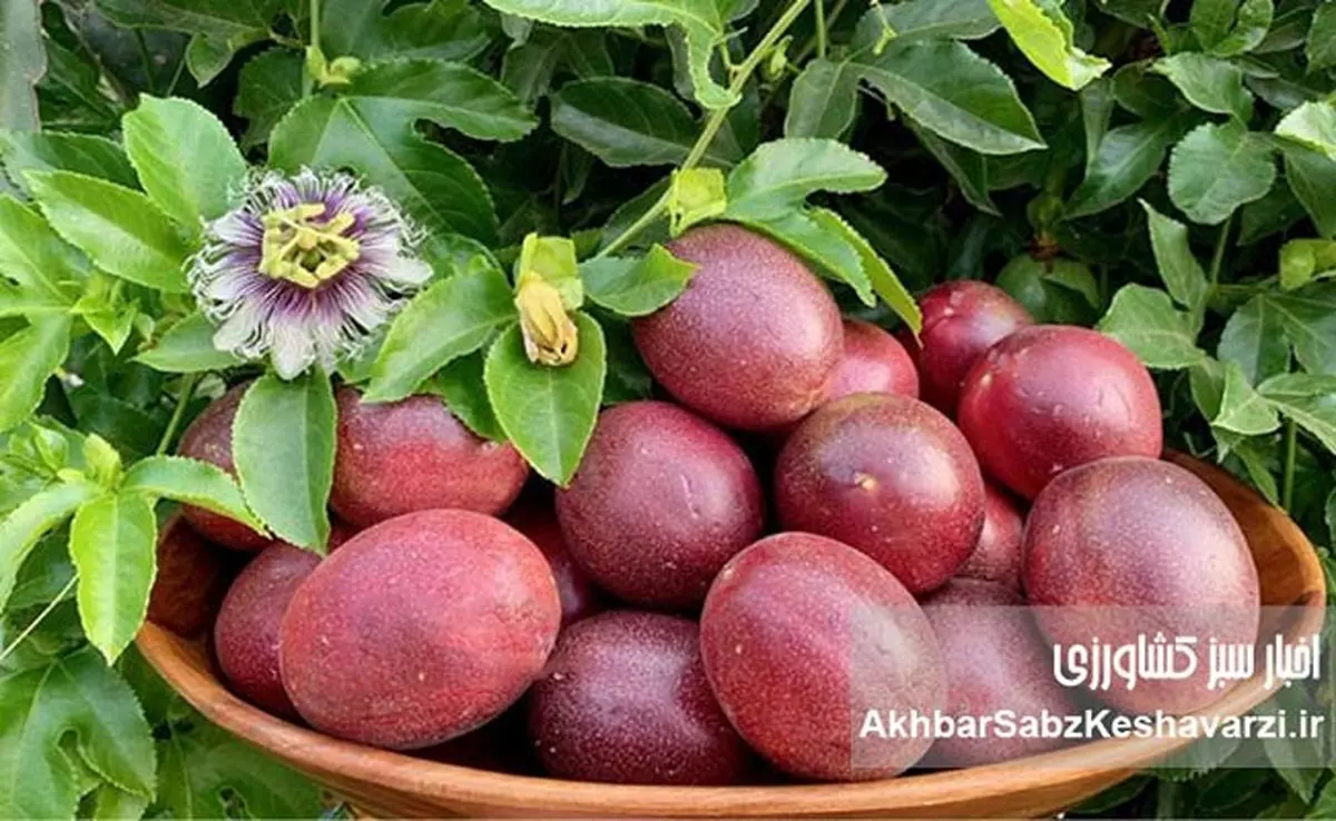 پشنفروت؛ میوهای استوایی با طعمی جادویی و سودی طلایی